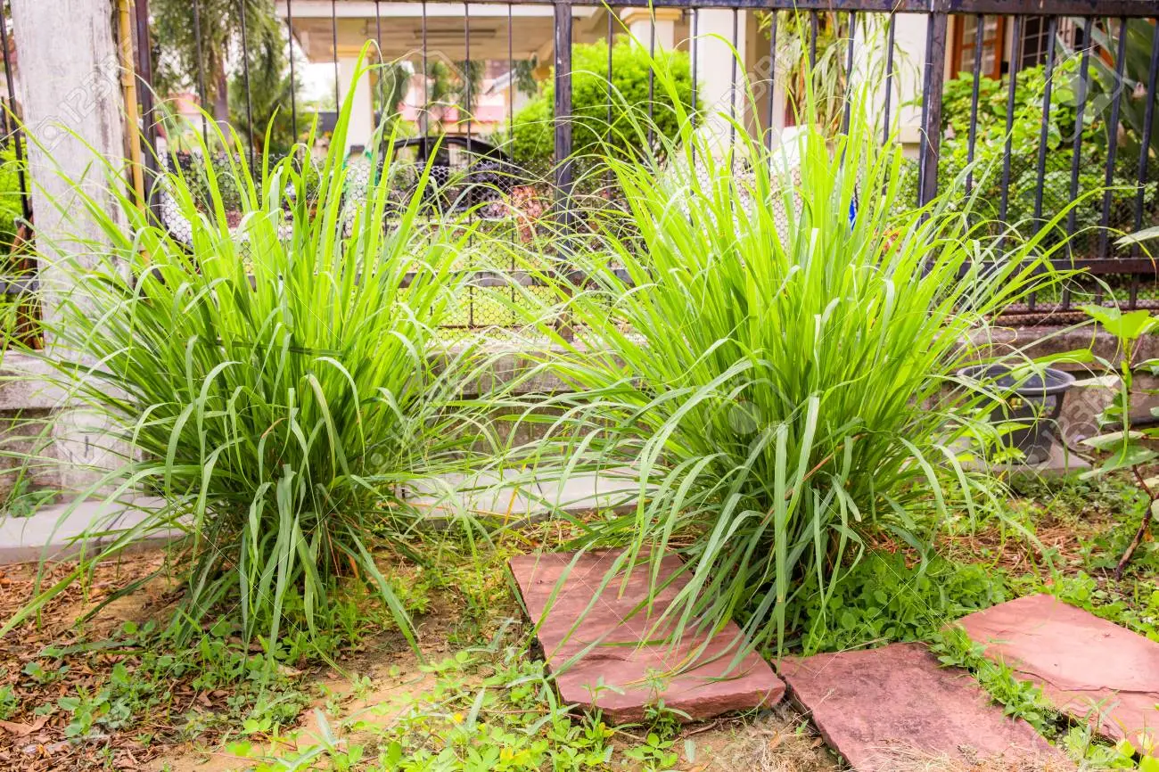 सिट्रानेला पौधे की खुशबू मच्छरों को दूर भगाने में मददगार है। इन पौधों को गर्म जलवायु में सीधे जमीन पर धूप वाले क्षेत्र में लगाया जा सकता है।