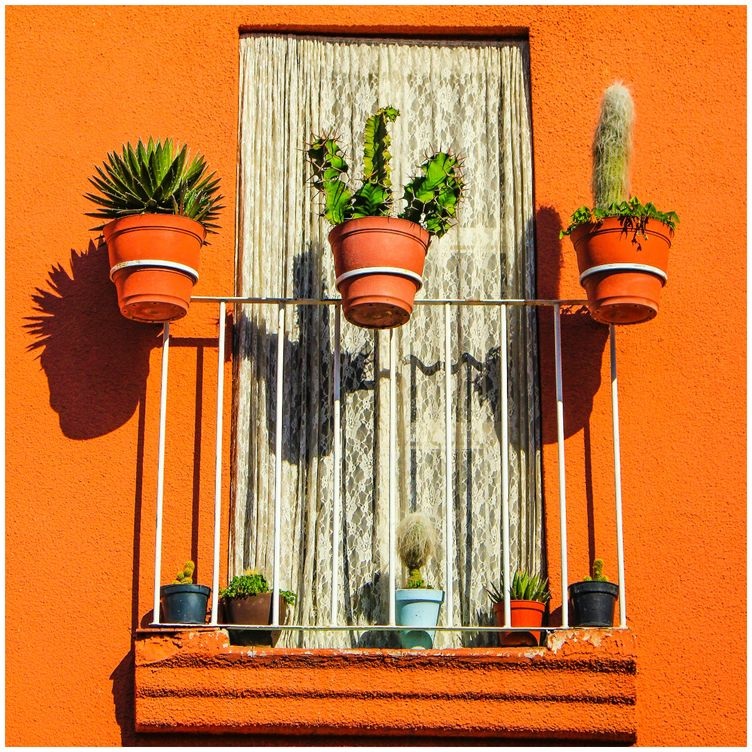 छोटी बालकनी में आप ऐस पौधे लगा सकती हैं।