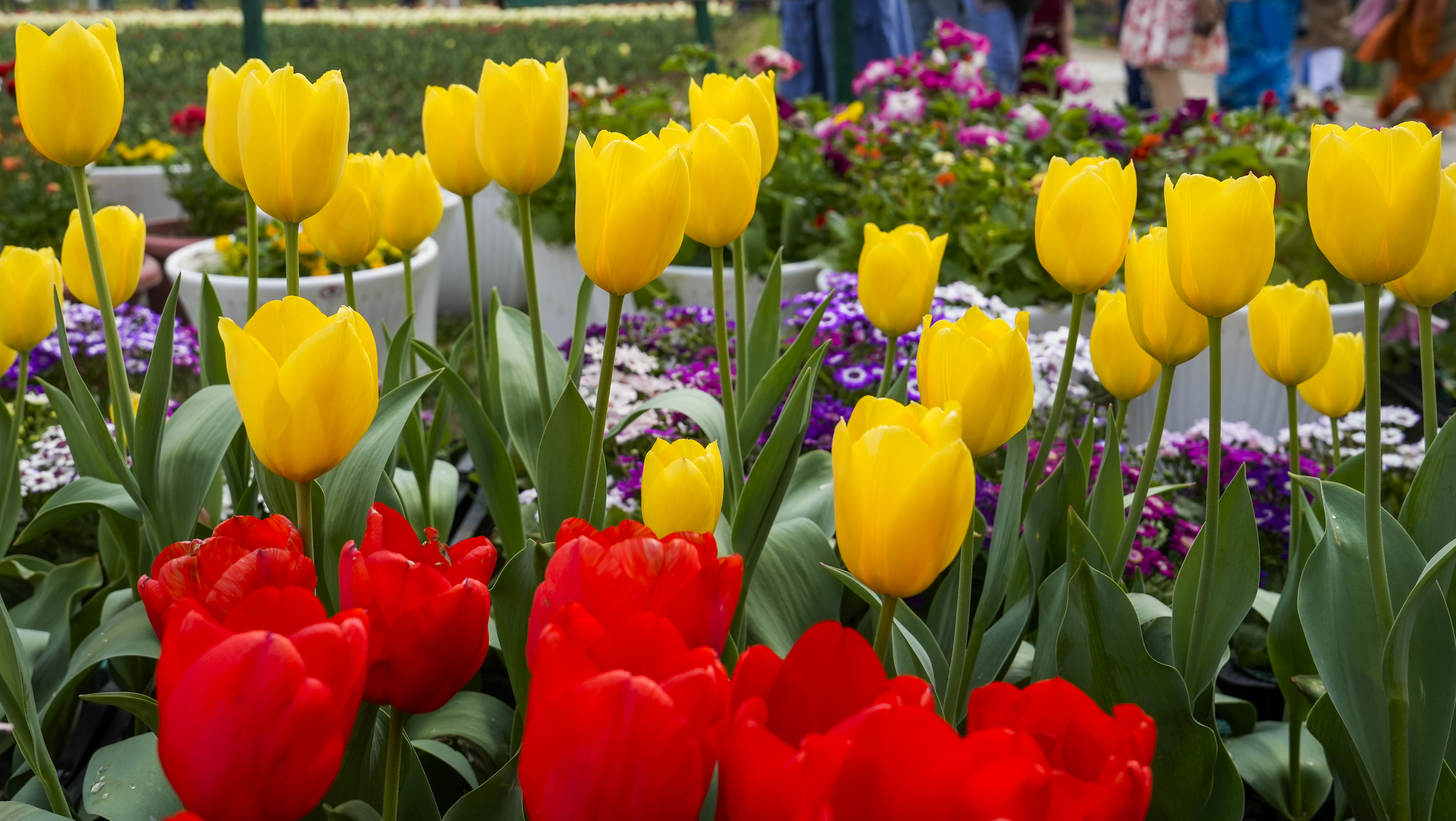 श्रीनगर की मशहूर डल झील और ज़बरवान हिल्स के बीच स्थित 52.5 हेक्टेयर में फैला इंदिरा गांधी ट्यूलिप गार्डन रंगबिरंगा दृश्य पेश करता है।