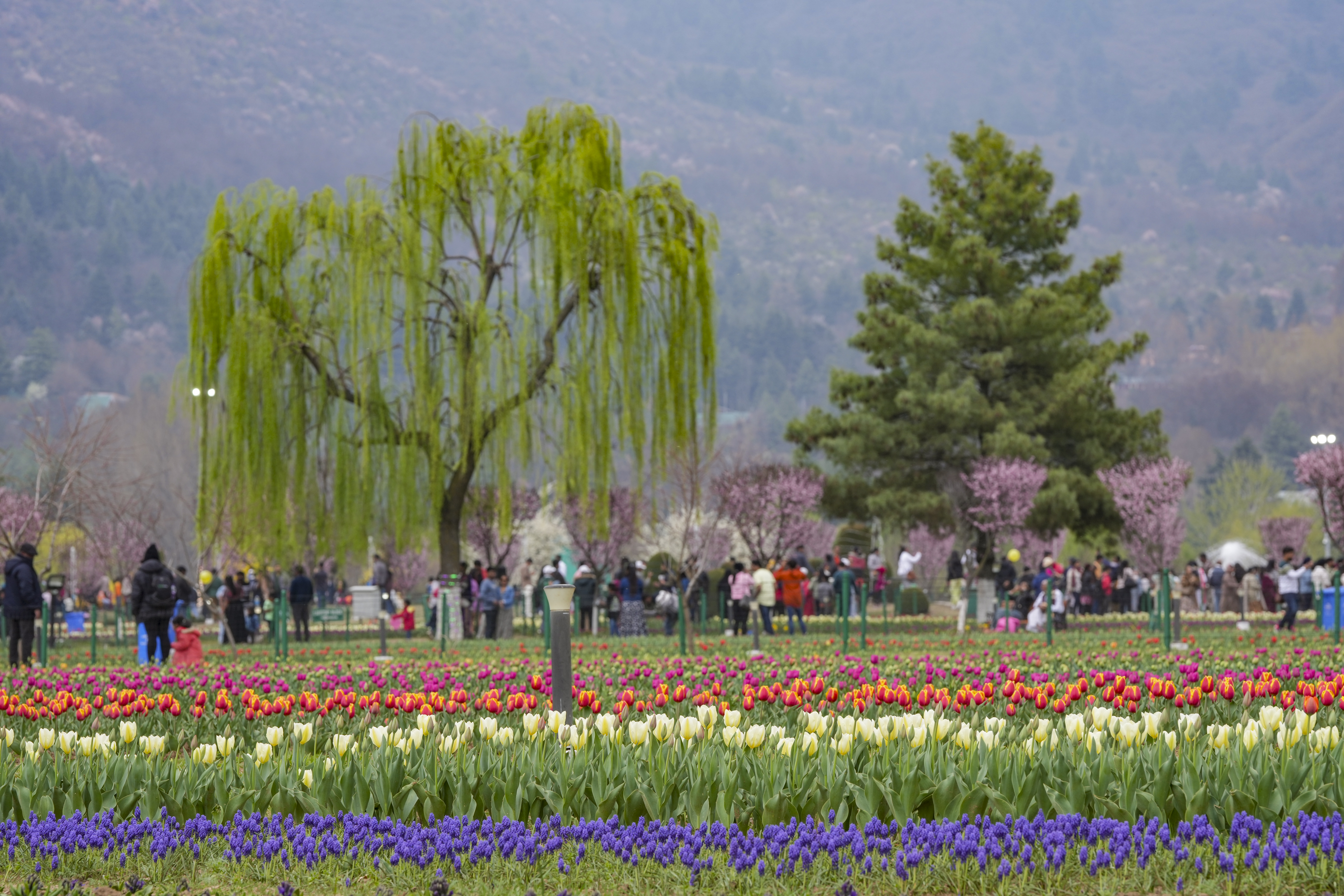 इसकी खासियत यह है कि यहां पर ट्यूलिप की  70 से ज्यादा किस्में देखने को मिलती है।