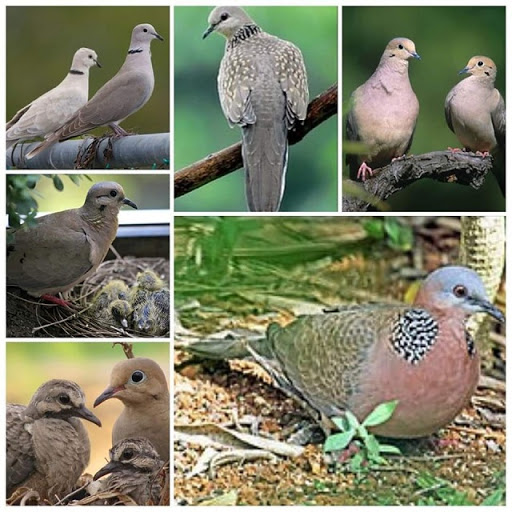 PunjabKesari Maa Lakshmi Sign