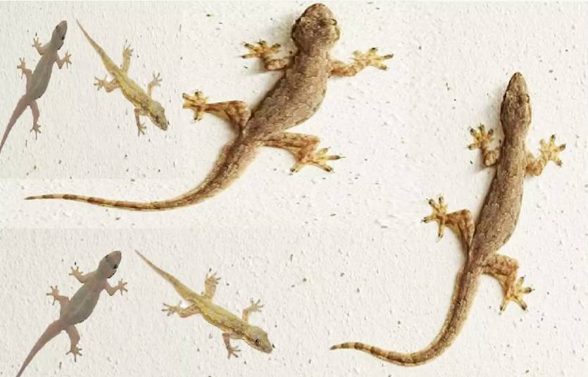 PunjabKesari Maa Lakshmi Sign