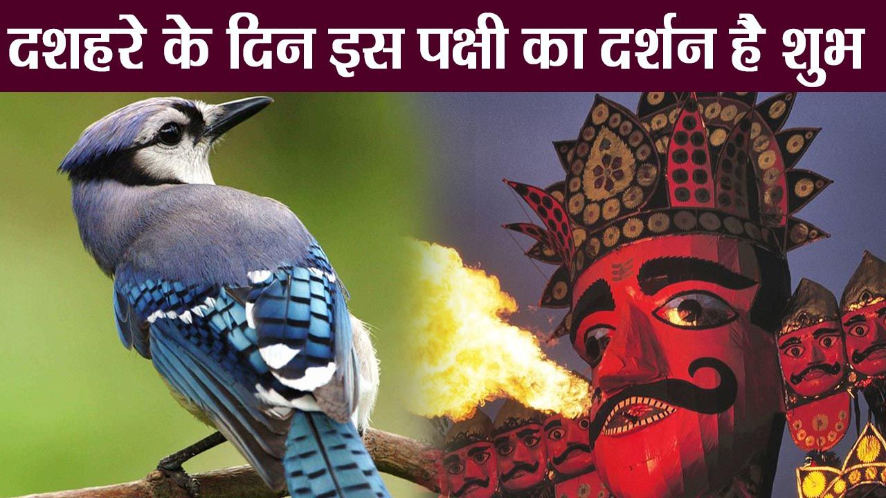 PunjabKesari Dussehra Neelkanth Bird