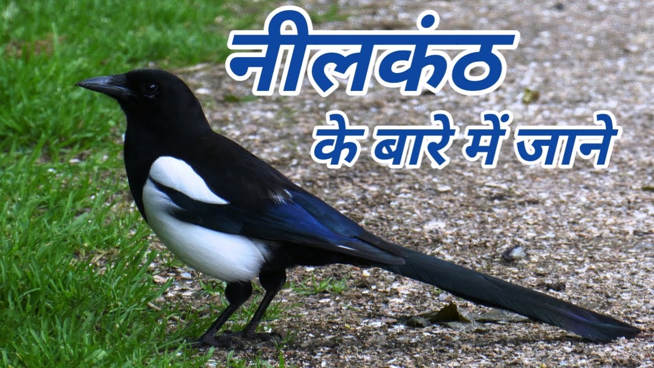 PunjabKesari Dussehra  Neelkanth Bird