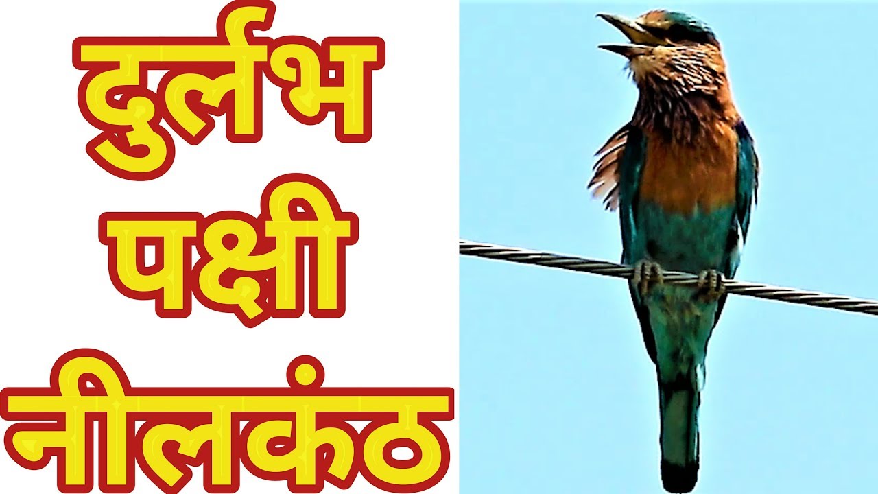 PunjabKesari Dussehra Neelkanth Bird