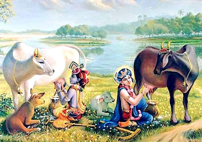 PunjabKesari Govatsa Dwadashi