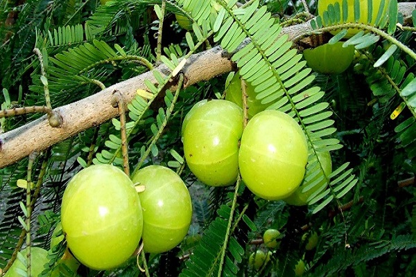 PunjabKesari Amla Navami 2019