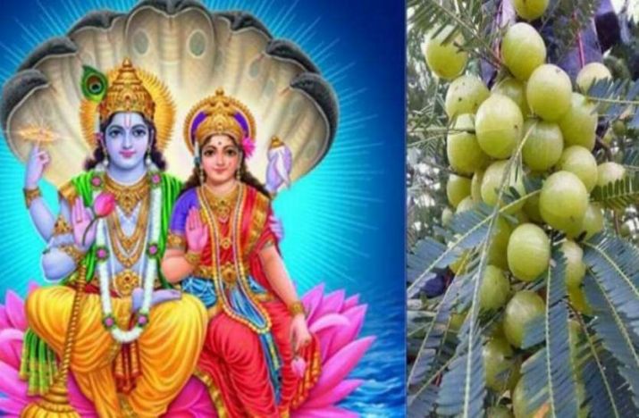 PunjabKesari Amla Navami 2019