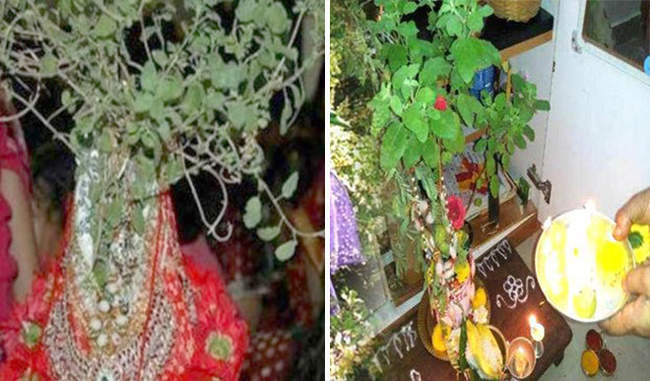 PunjabKesari How Tulsi marriage is celebrated