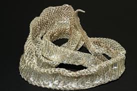 PunjabKesari Saanp Ki Kenchuli