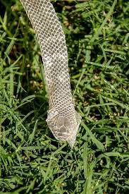 PunjabKesari Saanp Ki Kenchuli