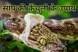 PunjabKesari Saanp Ki Kenchuli