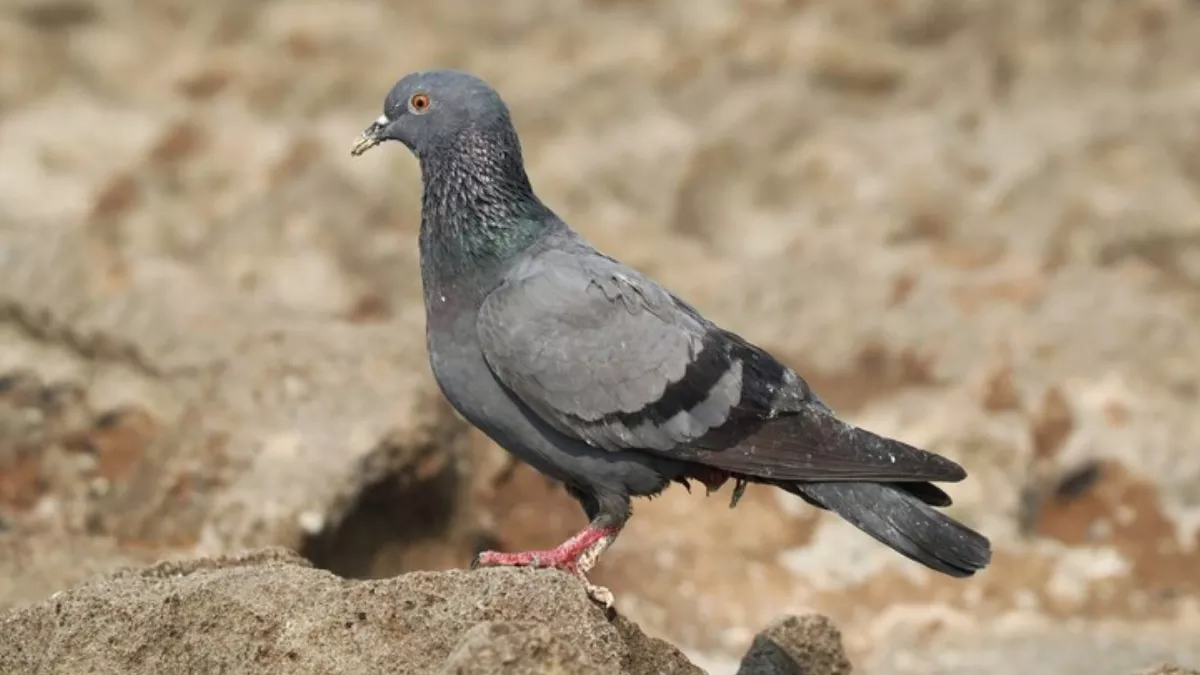 PunjabKesari Birds Indicatio