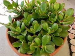 PunjabKesari Crassula Plant Vastu Tips