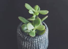 PunjabKesari Crassula Plant Vastu Tips