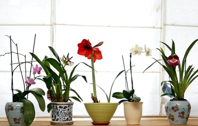PunjabKesari Keeping these flowers at home