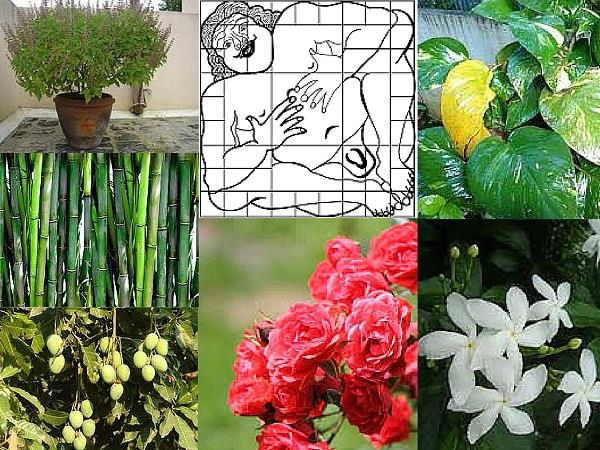 PunjabKesari Keeping these flowers at home