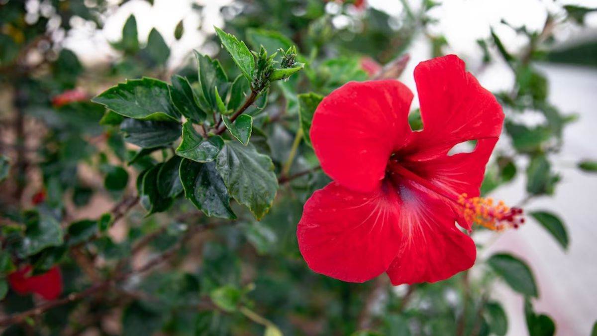 PunjabKesari Plants Vastu Tips