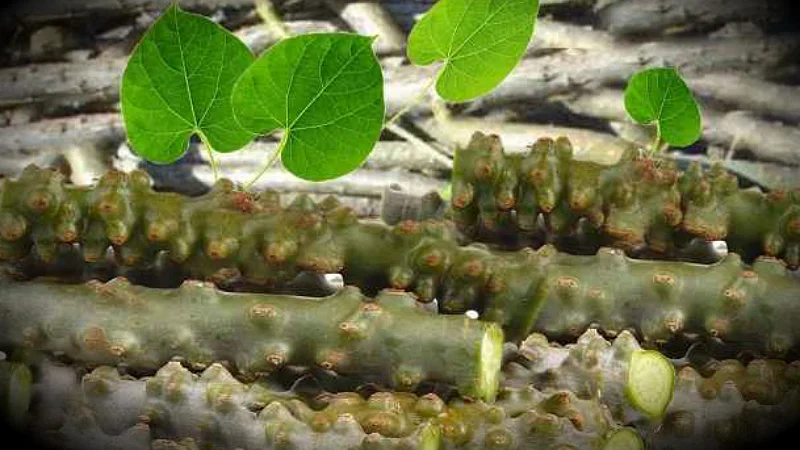 PunjabKesari Remedies to remove fear, How can I increase my confidence in astrology, Which planet is related to anxiety, totke to remove fear, unknown fear astrology, causes of fear in astrology and its remedies, how to overcome fear, Astro Tips for Removing Fear