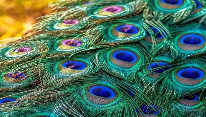 PunjabKesari Remedies to remove fear, How can I increase my confidence in astrology, Which planet is related to anxiety, totke to remove fear, unknown fear astrology, causes of fear in astrology and its remedies, how to overcome fear, Astro Tips for Removing Fear