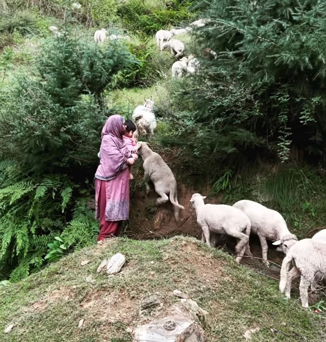 Bollywood Tadka