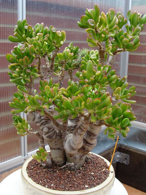 PunjabKesari, kundli tv Crassula Plant image