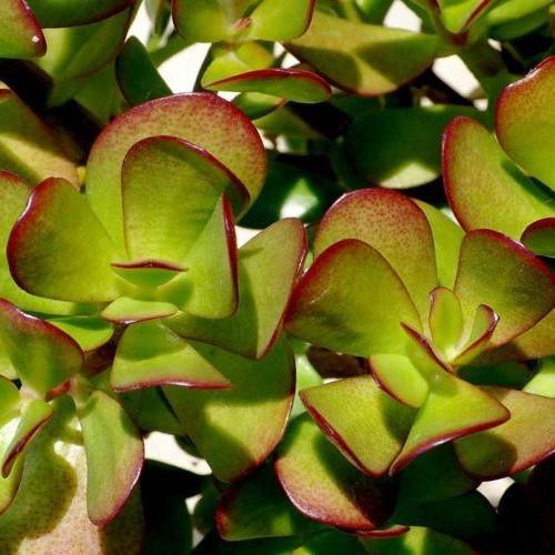 PunjabKesari, kundli tv, Crassula Plant image 