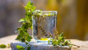 PunjabKesari tulsi plant rule