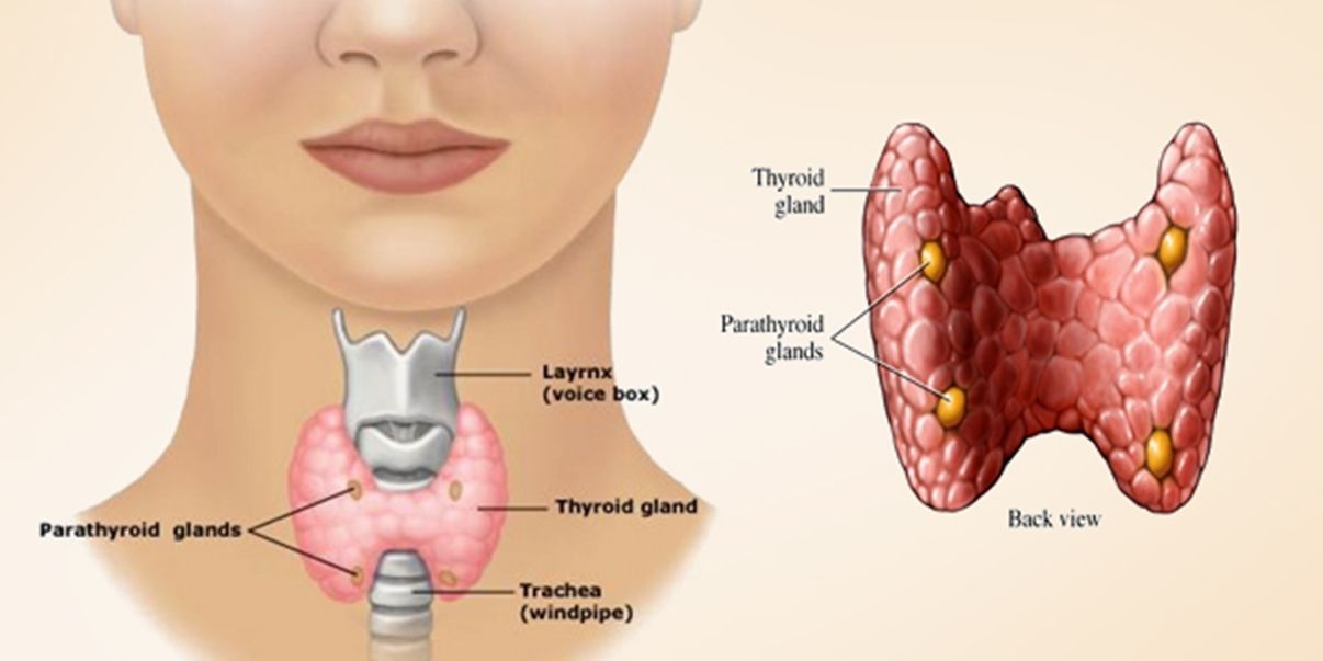 PunjabKesari, Thyroid Image, थायराइड की समस्या इमेज, थायराइड रोग इमेज