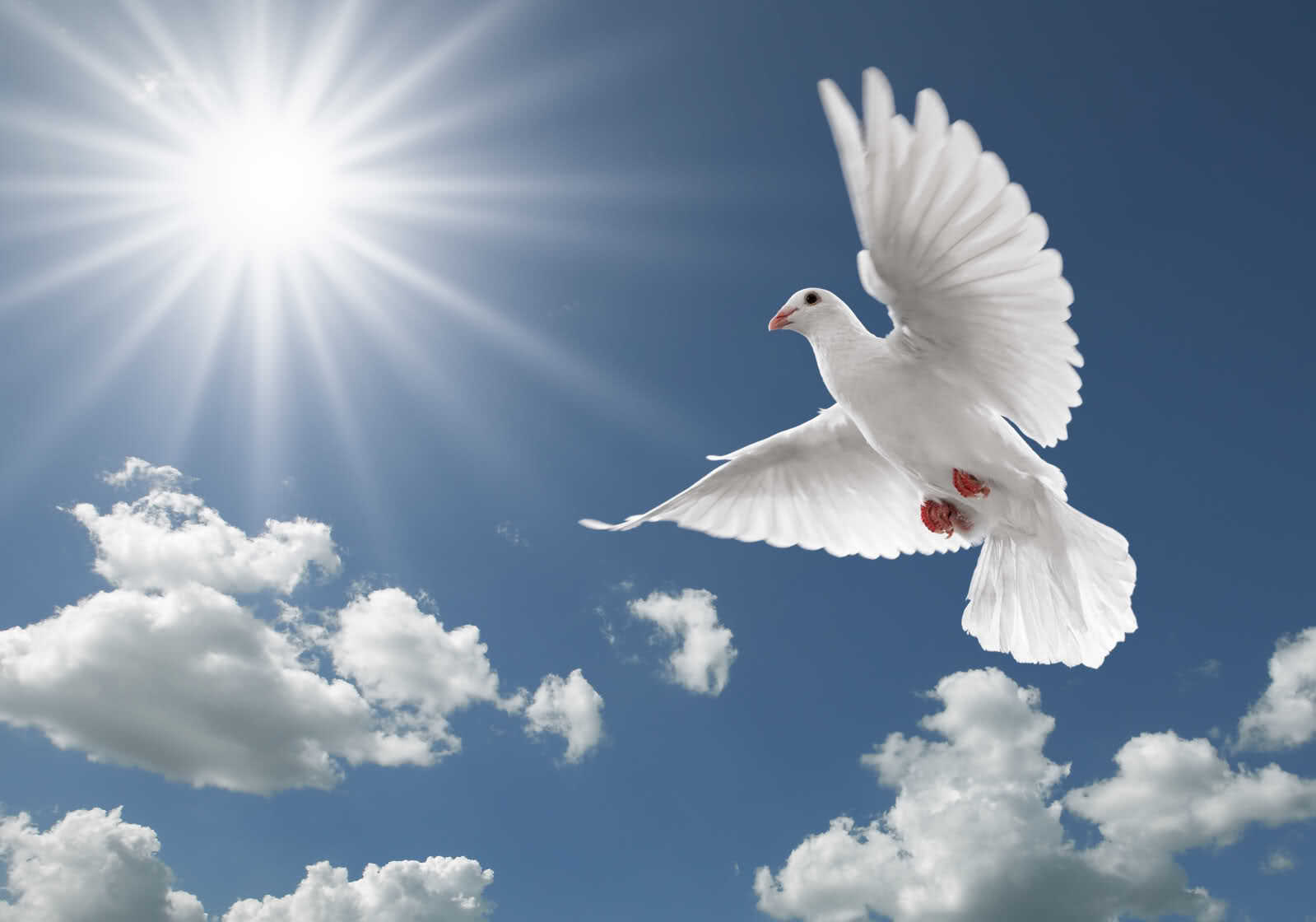 PunjabKesari International peace day 2019