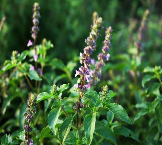 PunjabKesari, Tulsi Puja, तुलसी पूजा