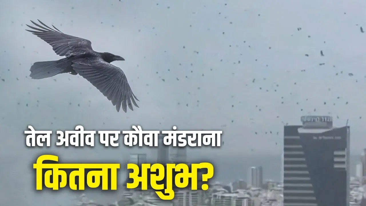 PunjabKesari Crows Over Tel Aviv