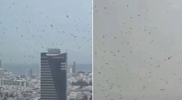 PunjabKesari Crows Over Tel Aviv