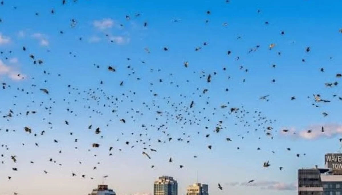 PunjabKesari Crows Over Tel Aviv