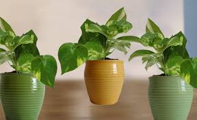 PunjabKesari Money Plant vastu Tips