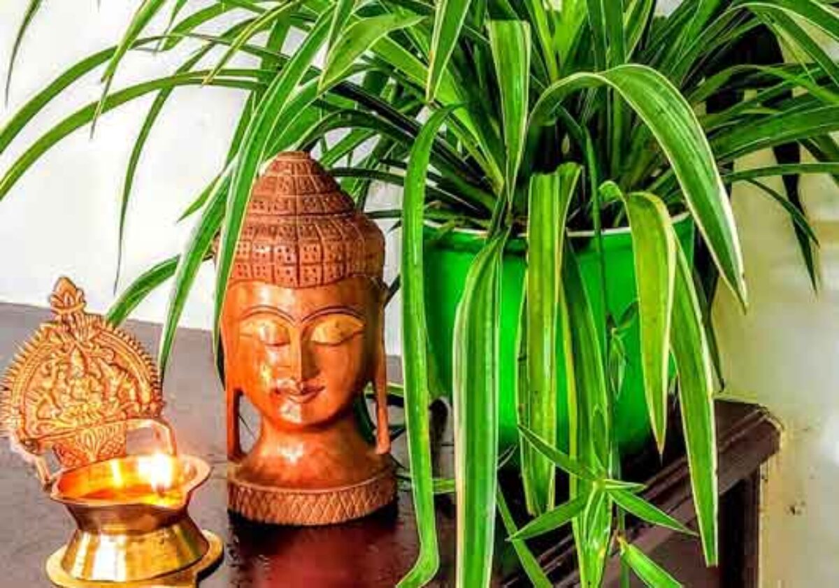 PunjabKesari spider Plant 