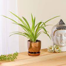 PunjabKesari spider Plant 