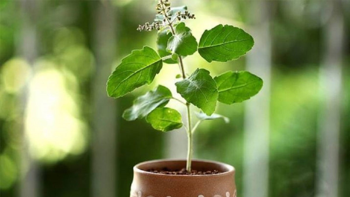 PunjabKesari Vastu and Tulsi, Vastu Shasta Tips Of Tulsi,Tulsi ke sanket, tulsi ka sukhna kya hota hai, tulsi ka sukhna, tulsi ka sukha paudha hara kaise karen, tulsi ka sukh jane par kya kare, tulsi ka sukhna shubh ya ashubh, tulsi ka sukh jane par kya kare, Dharm, Punjab kesari