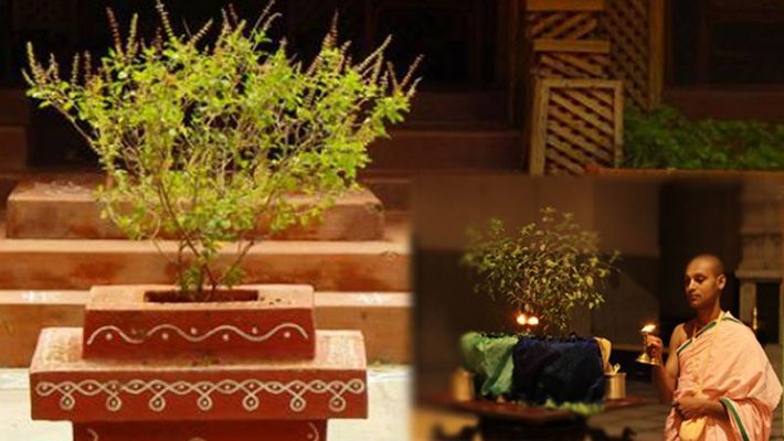 PunjabKesari Tulsi plant Vastu Shastra tips for your home