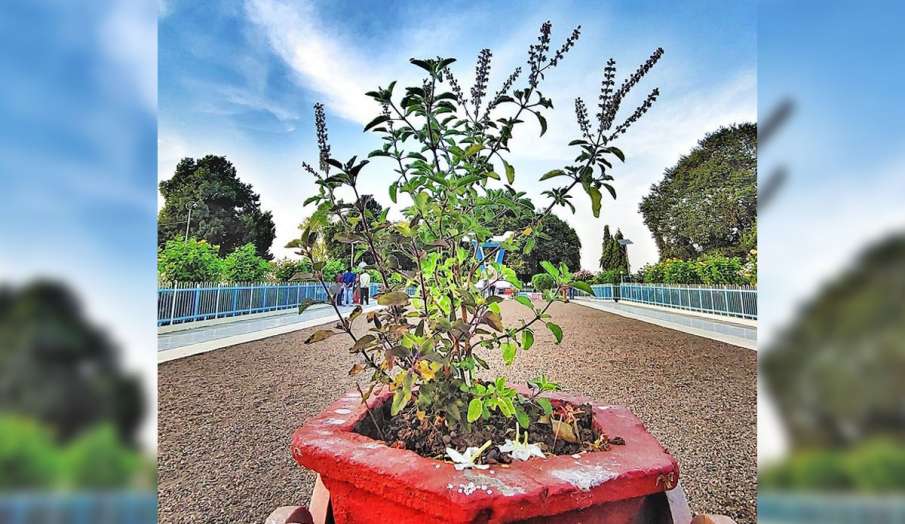 PunjabKesari Tulsi plant Vastu Shastra tips for your home