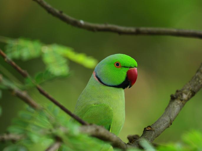 Parrot vastu tips