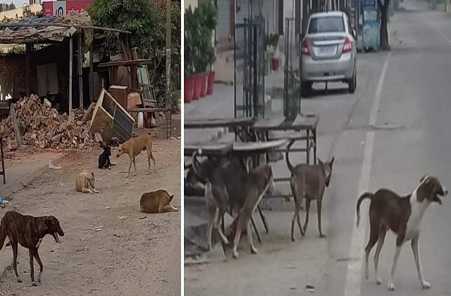 dogs bites