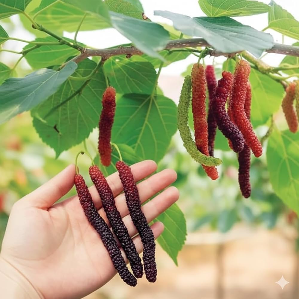 Mulberry Plant Vastu