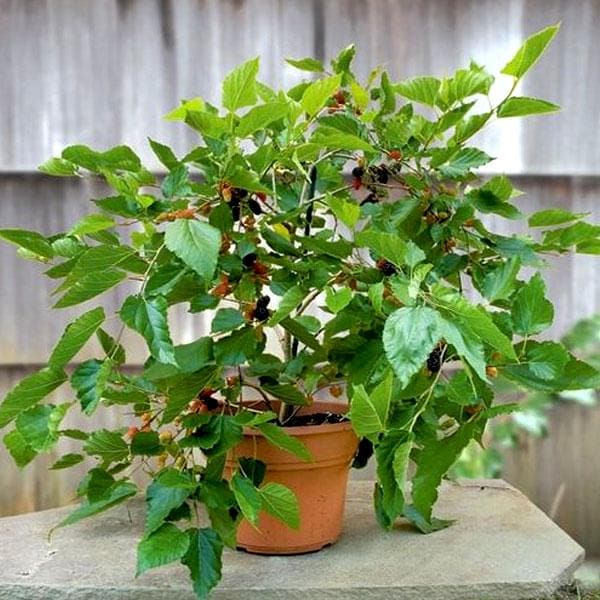 Mulberry Plant Vastu
