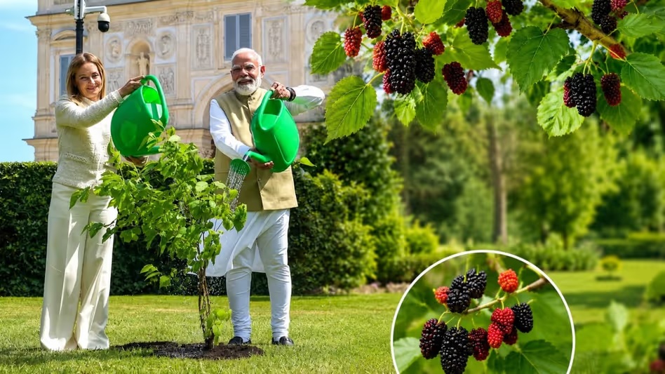 Mulberry Plant Vastu
