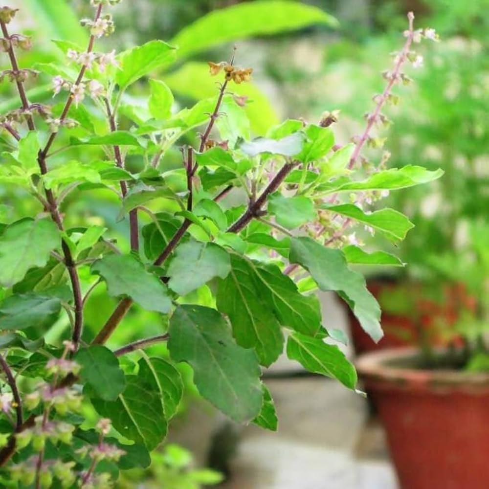 PunjabKesari Tulsi Flower Importance