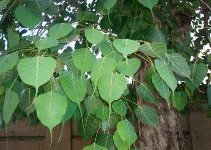 PunjabKesari, Peepal Image, Peepal Tree