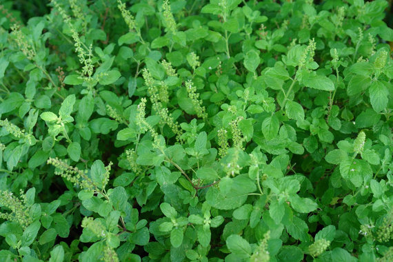 PunjabKesari, tulsi