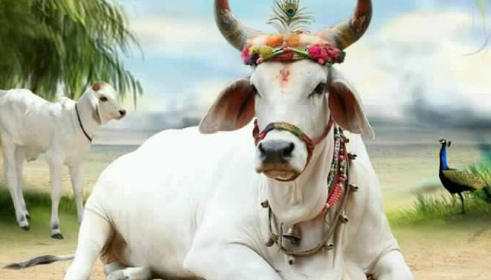 PunjabKesari, Cow, Cow Image, गाय