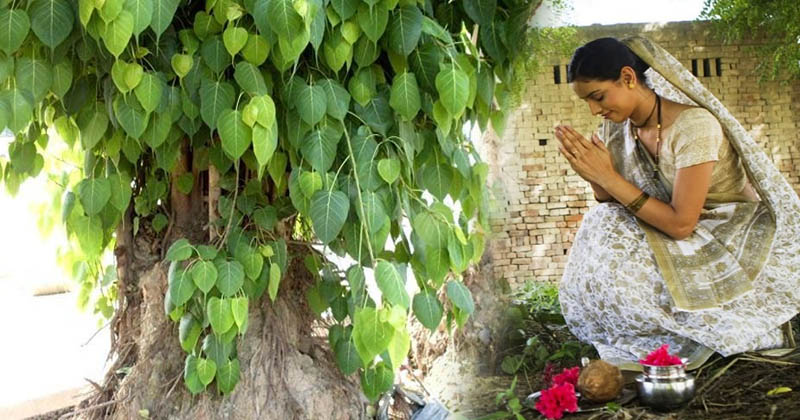 PunjabKesari, Peepal Ka Tree, Peepal Tree Image